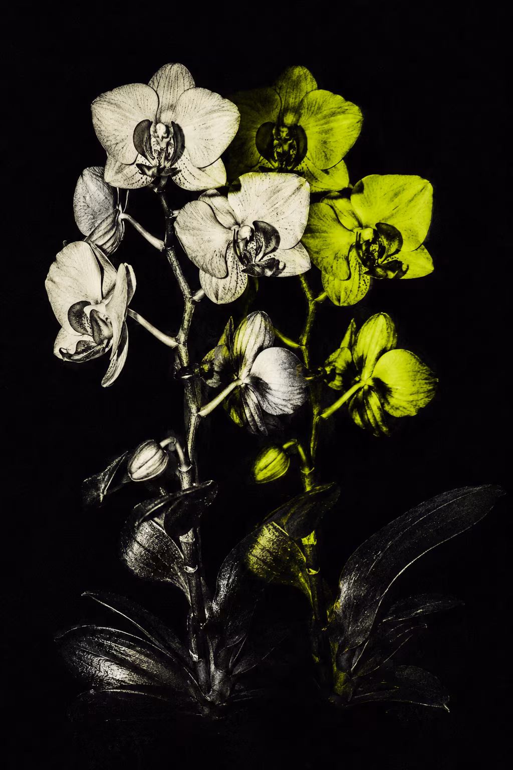 AFRAID TO LOVE — artwork 10 from the series